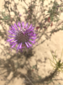 Photo of Crisp Dune Mint plant with purple flowers